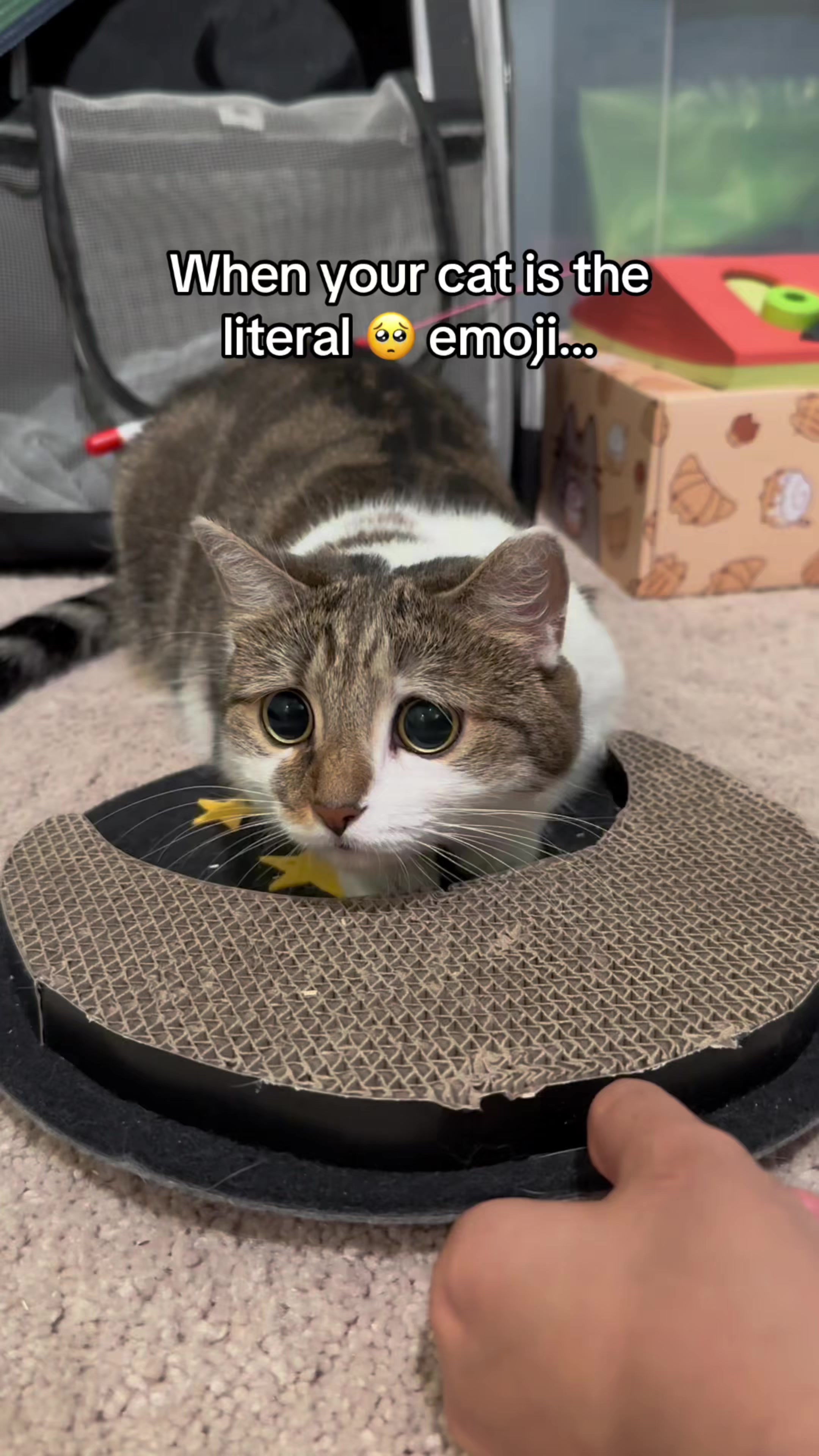 @Suki Purrs