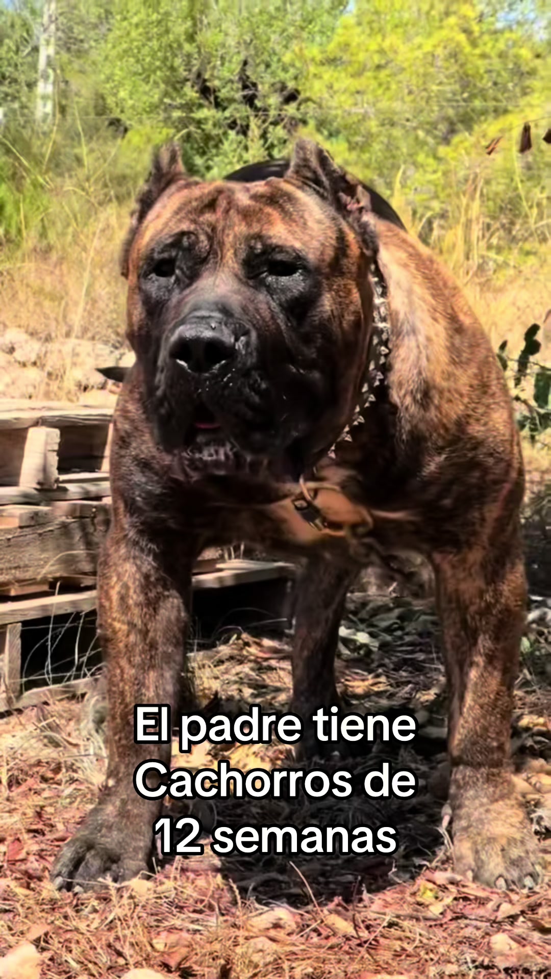 @Presacanario_bulldogfrances