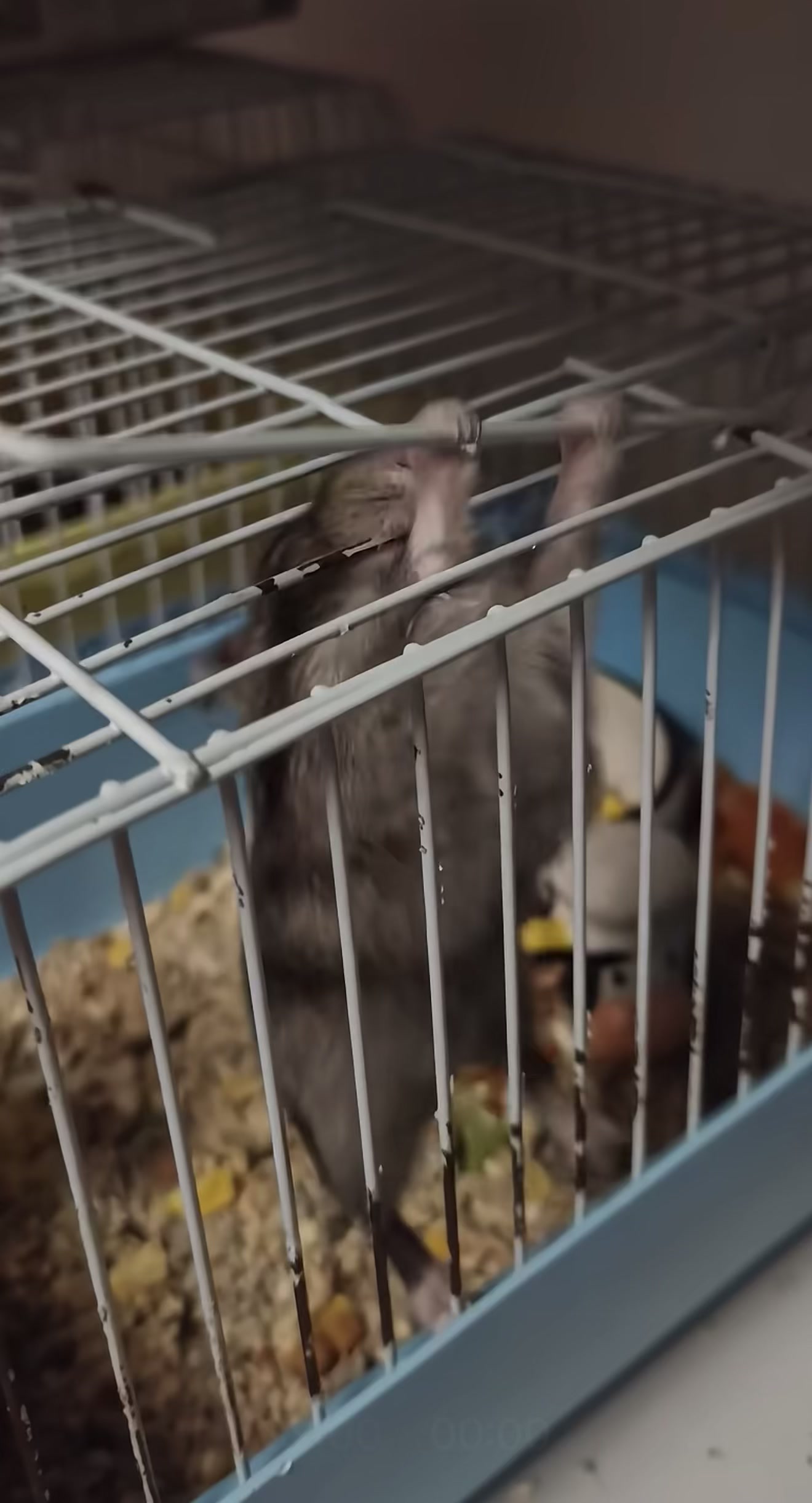 @chips.hamster