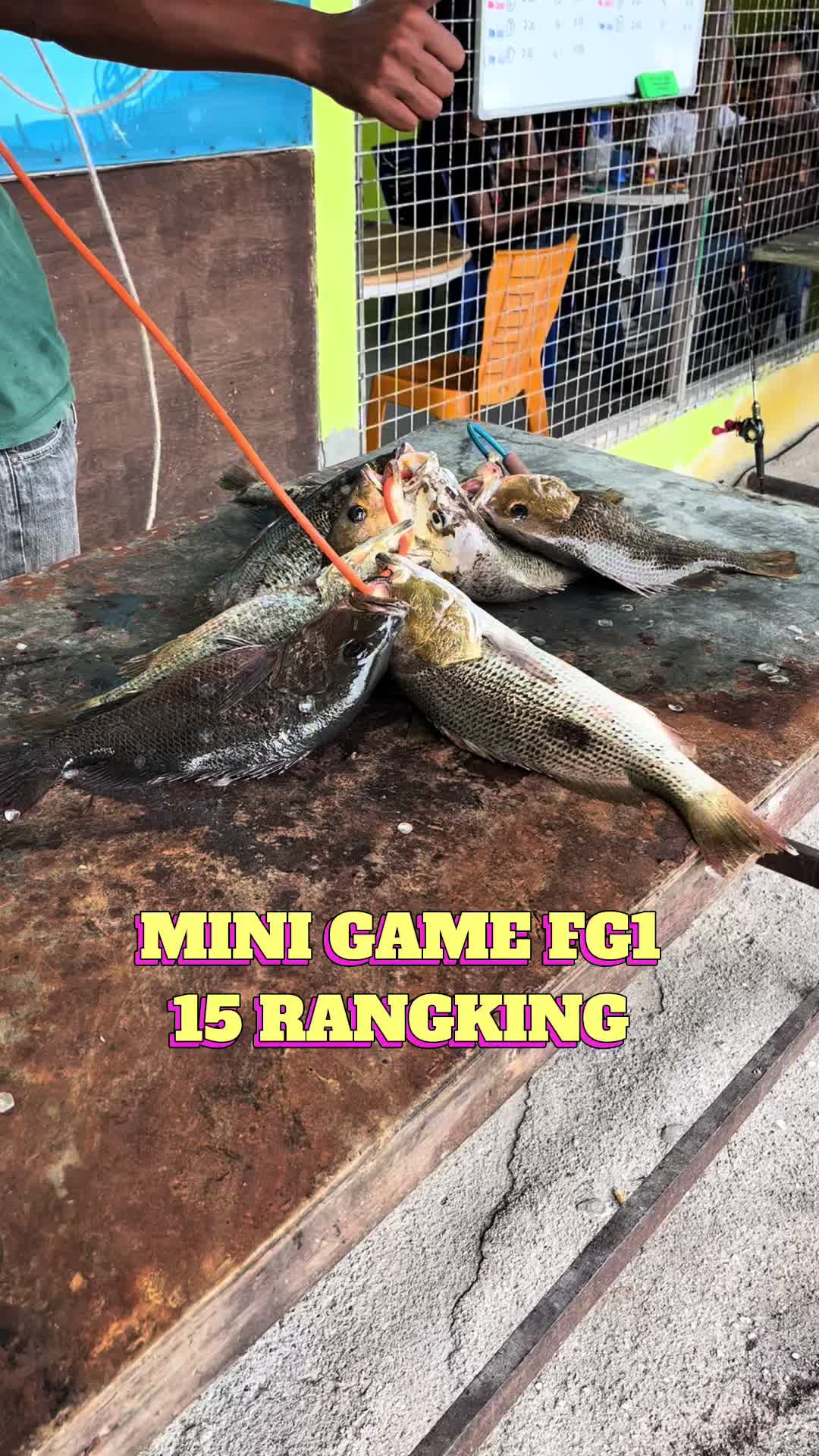 @M Z Reel 🎣