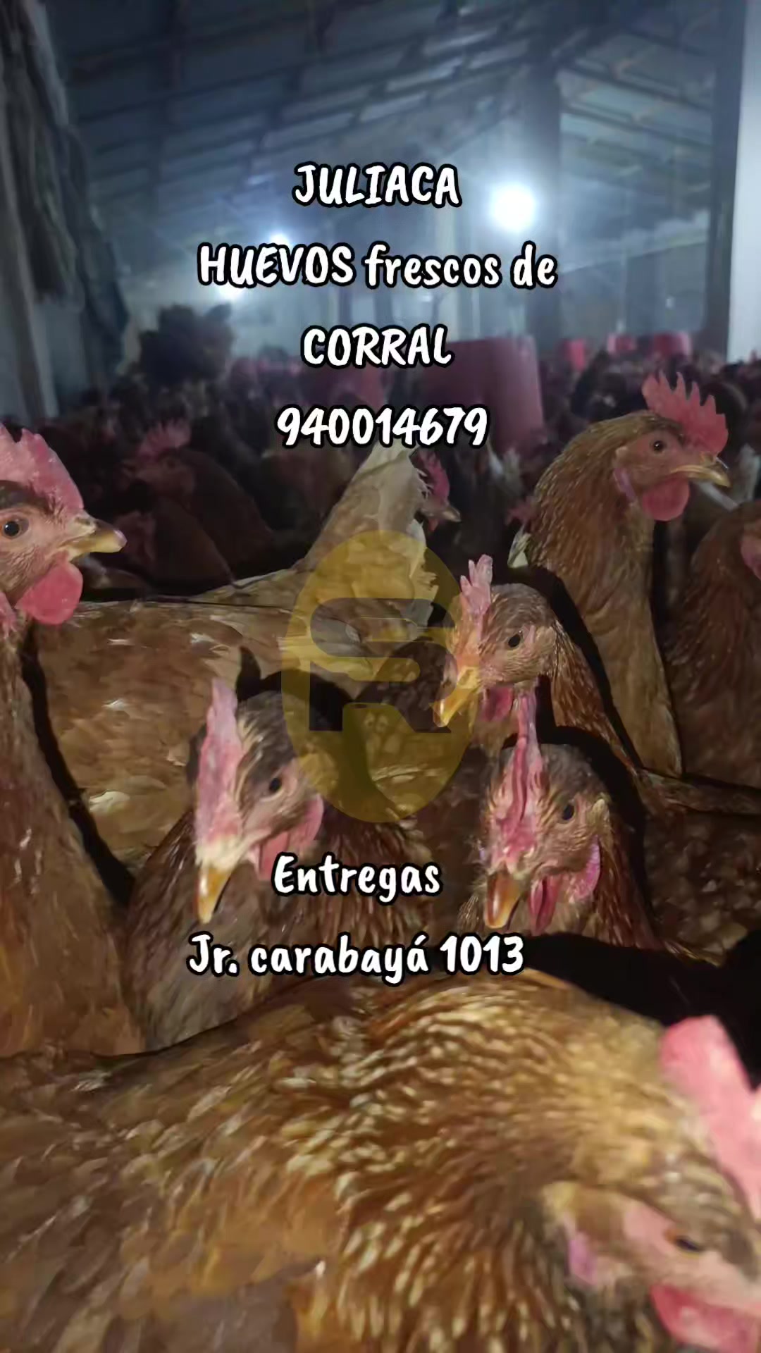 @HUEVOS DE CORRAL JULIACA