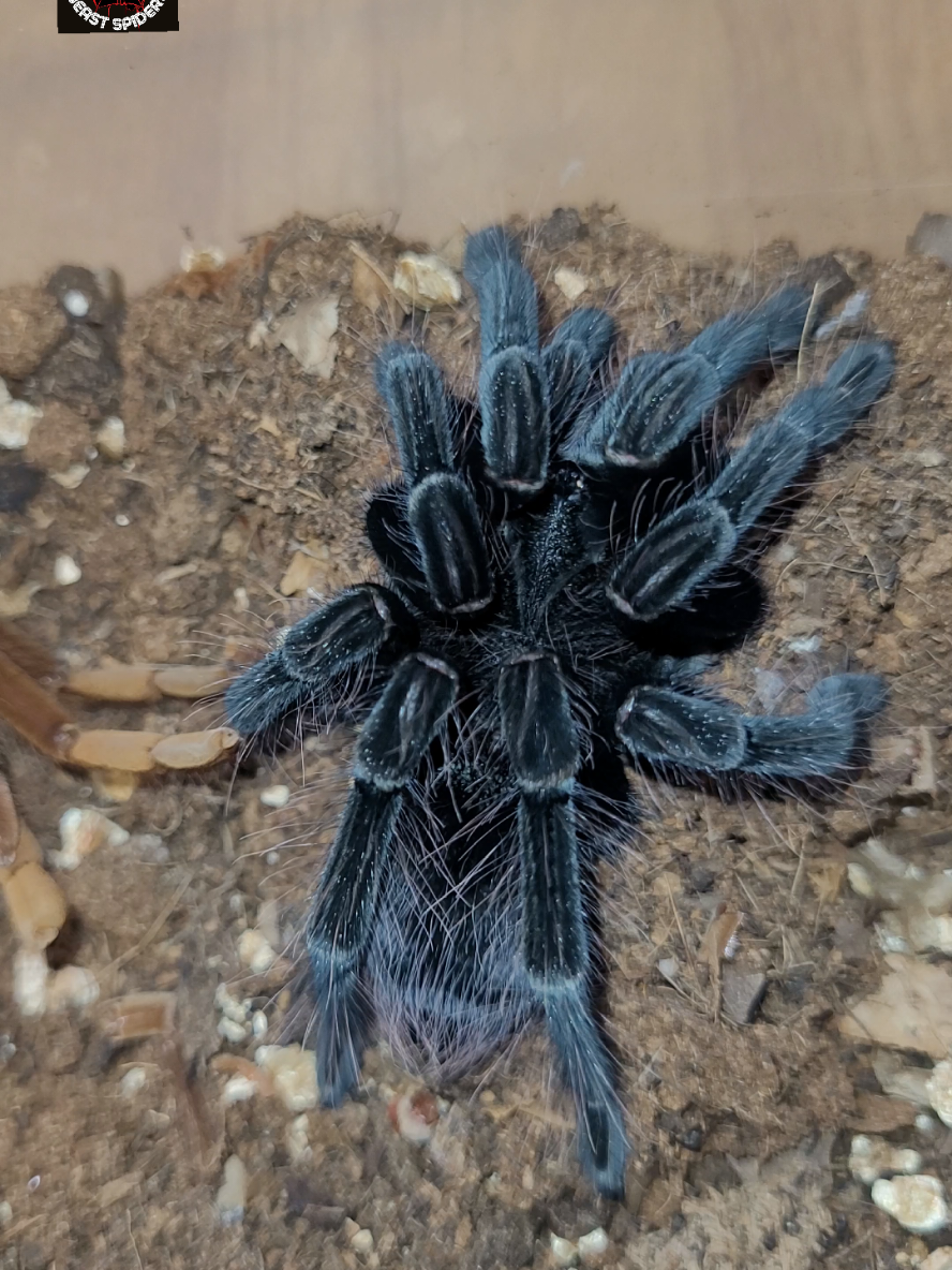 @Beast.spiders