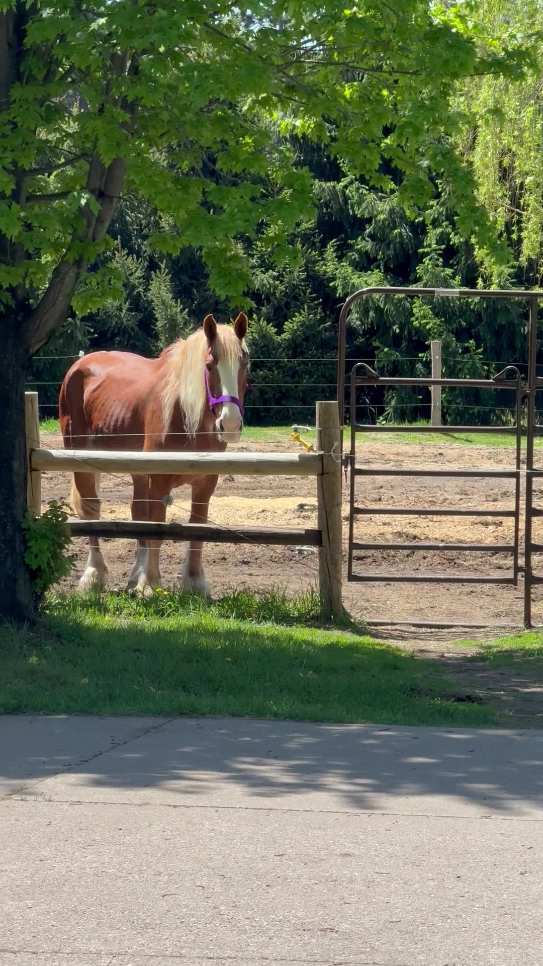 @Safe Place Pastures, Inc.