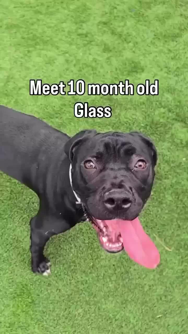 @Cane Corsos