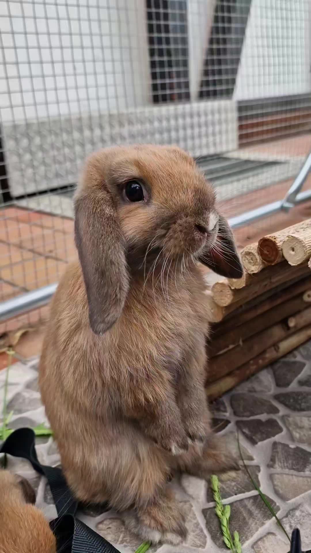 @Rabbit Gang