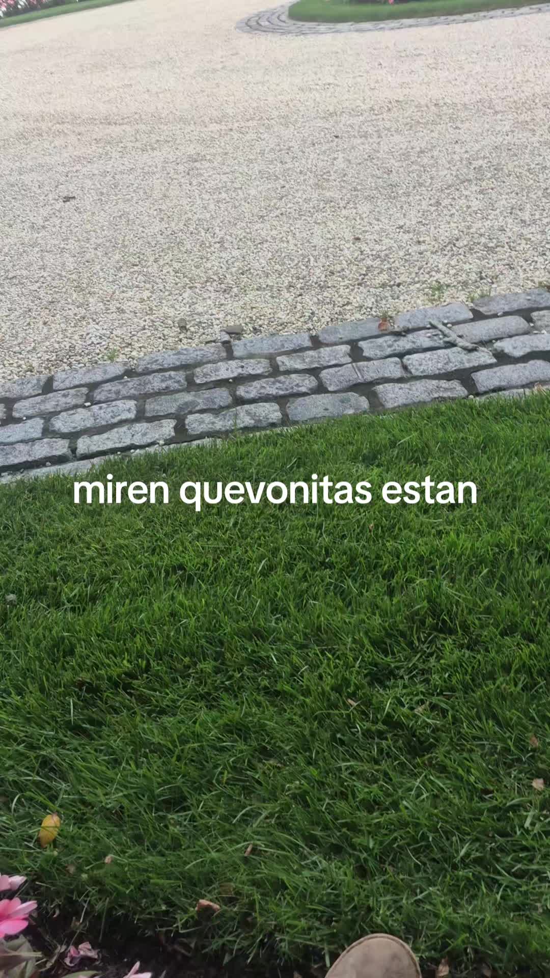 @hernan navarete