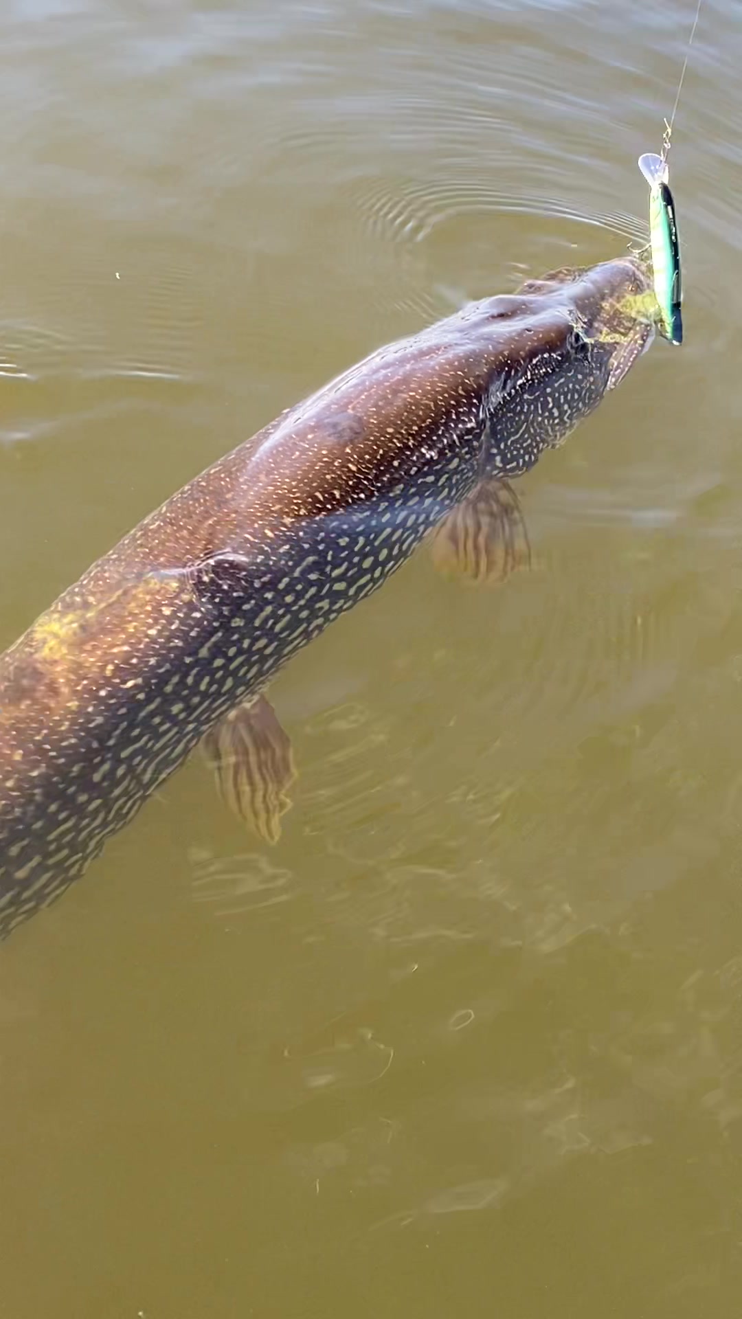 @chadsfishin