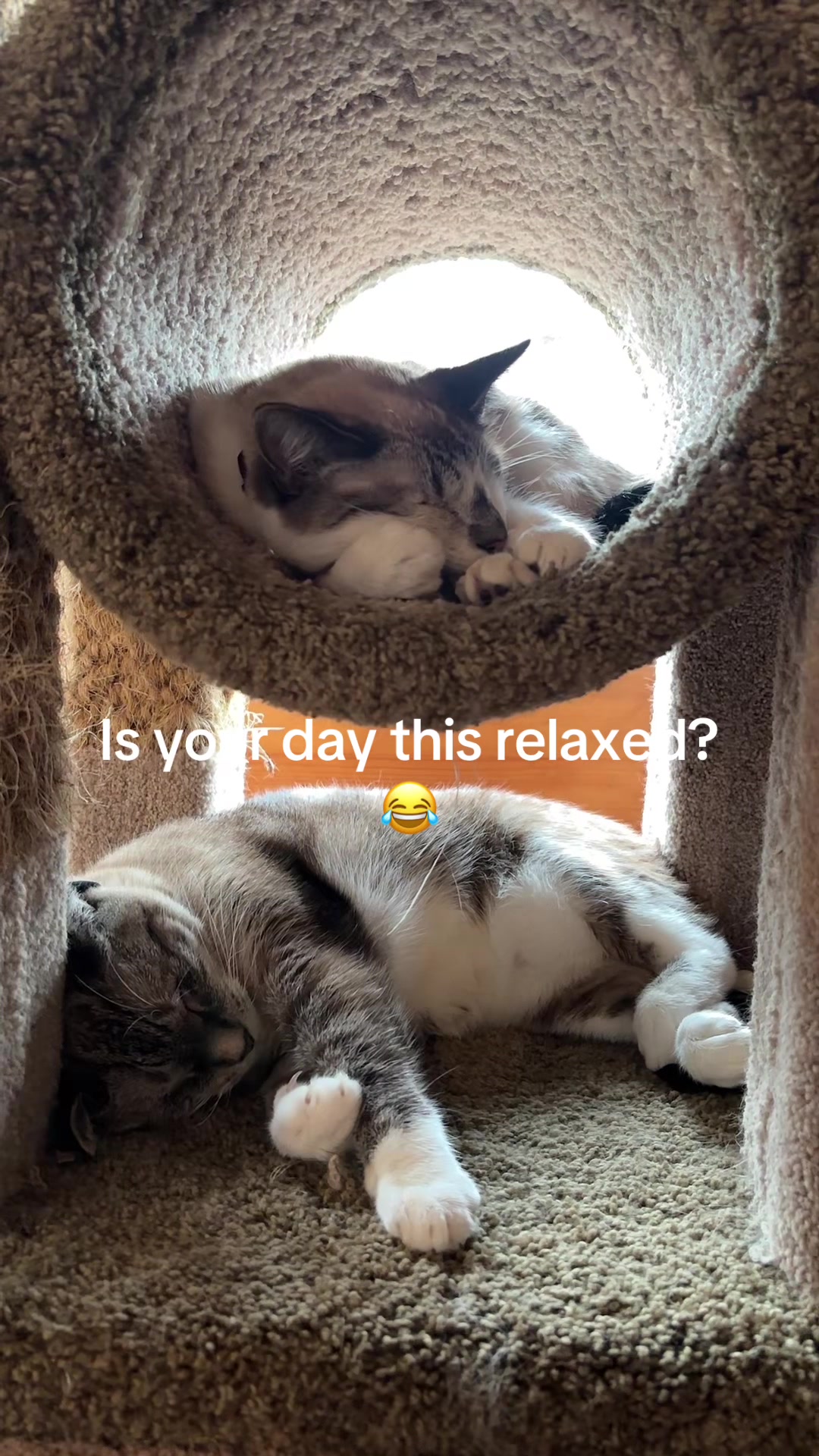 @bellkittiesmom
