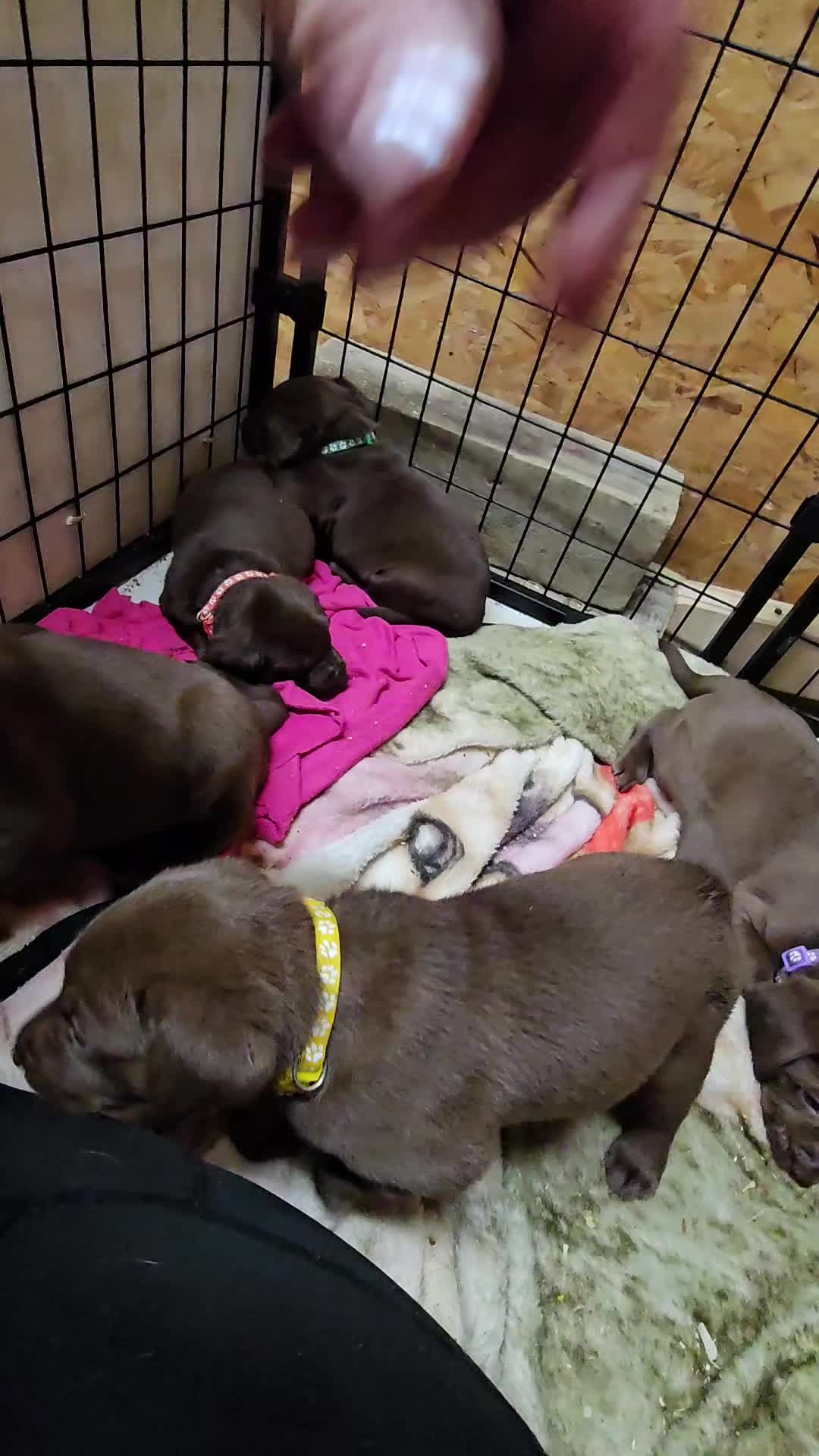 @Lindley Labradors