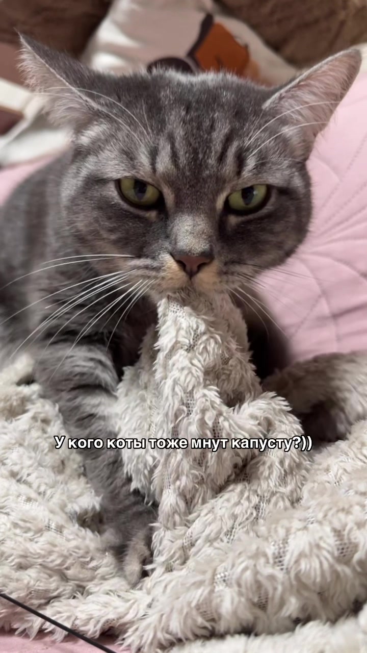 @Спасенные с улицы котики ❤️