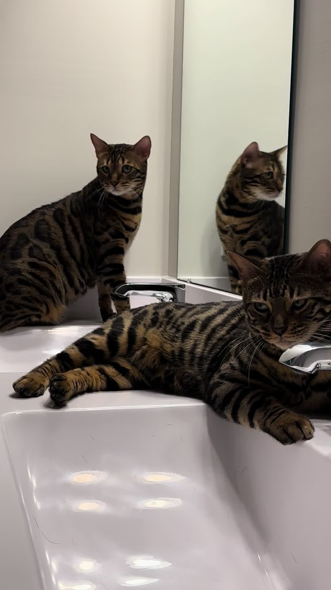 @Tiny Leopard Cats
