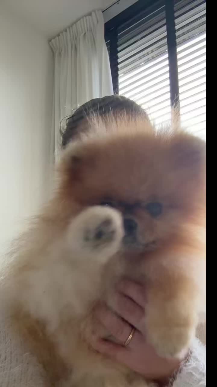 @yoshi.thepom