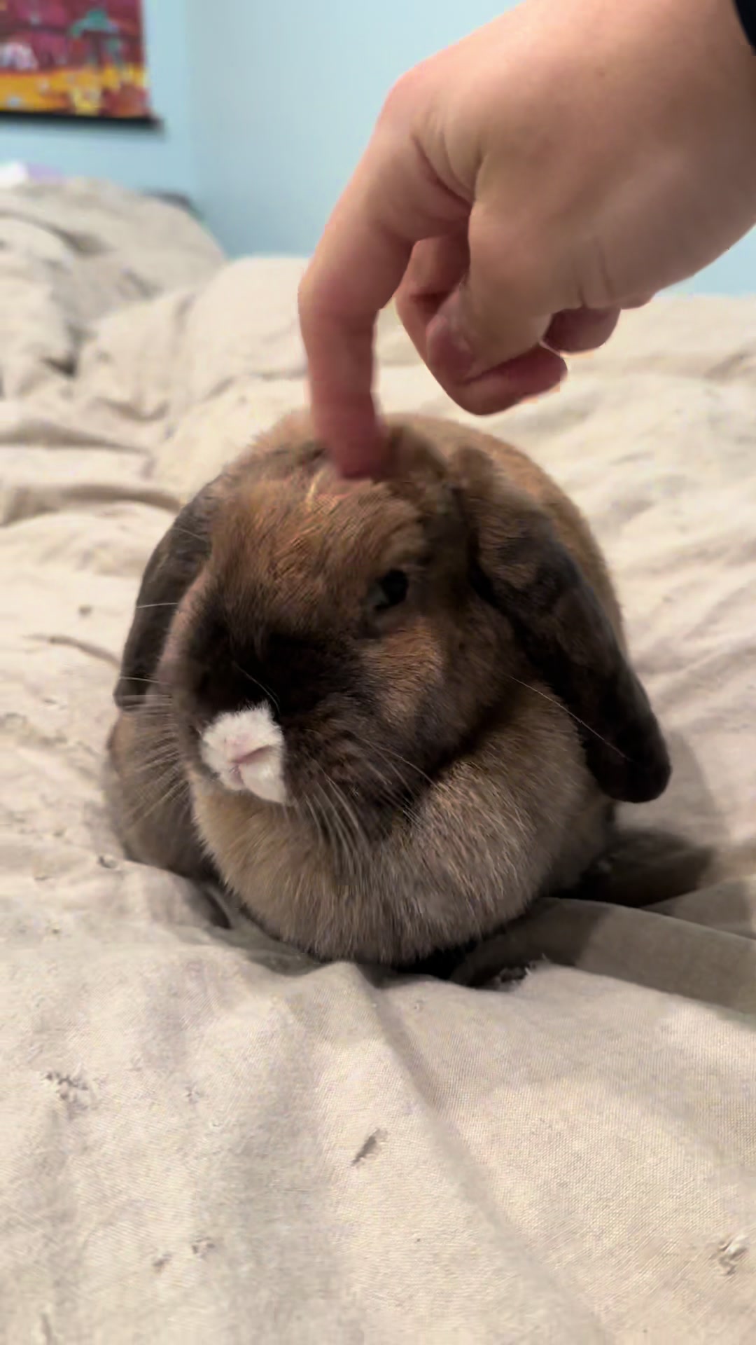 @honeythebunny24
