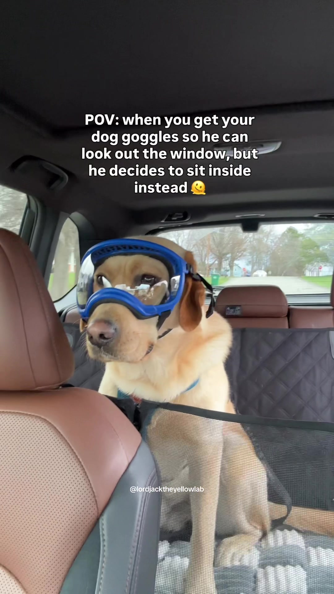 @Lord Jack The Yellow Lab