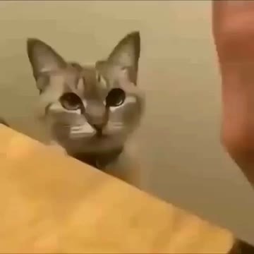 @Adamior