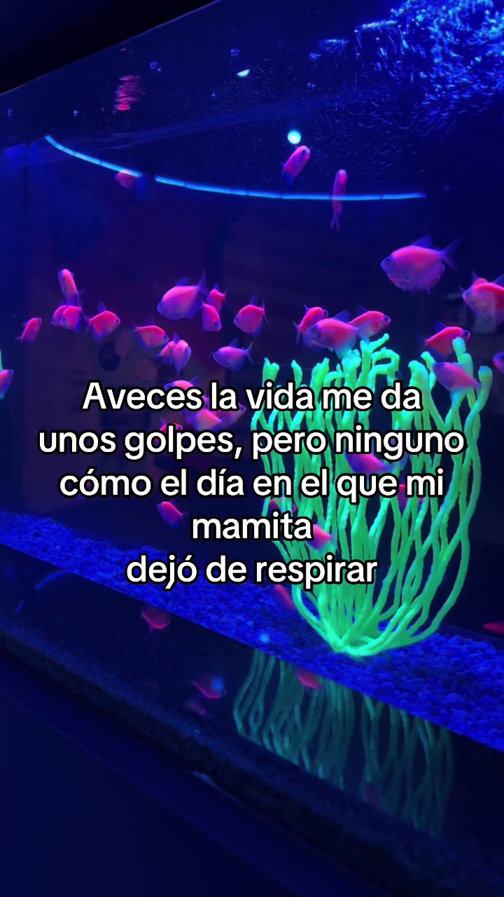 @frases88