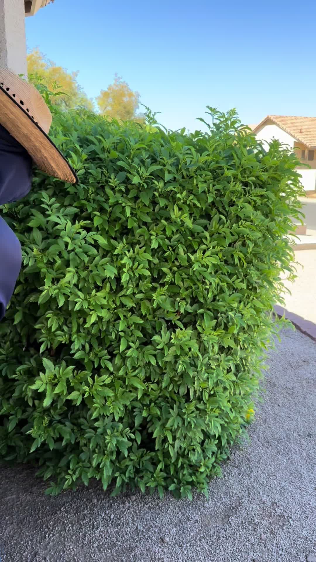 @landscaping