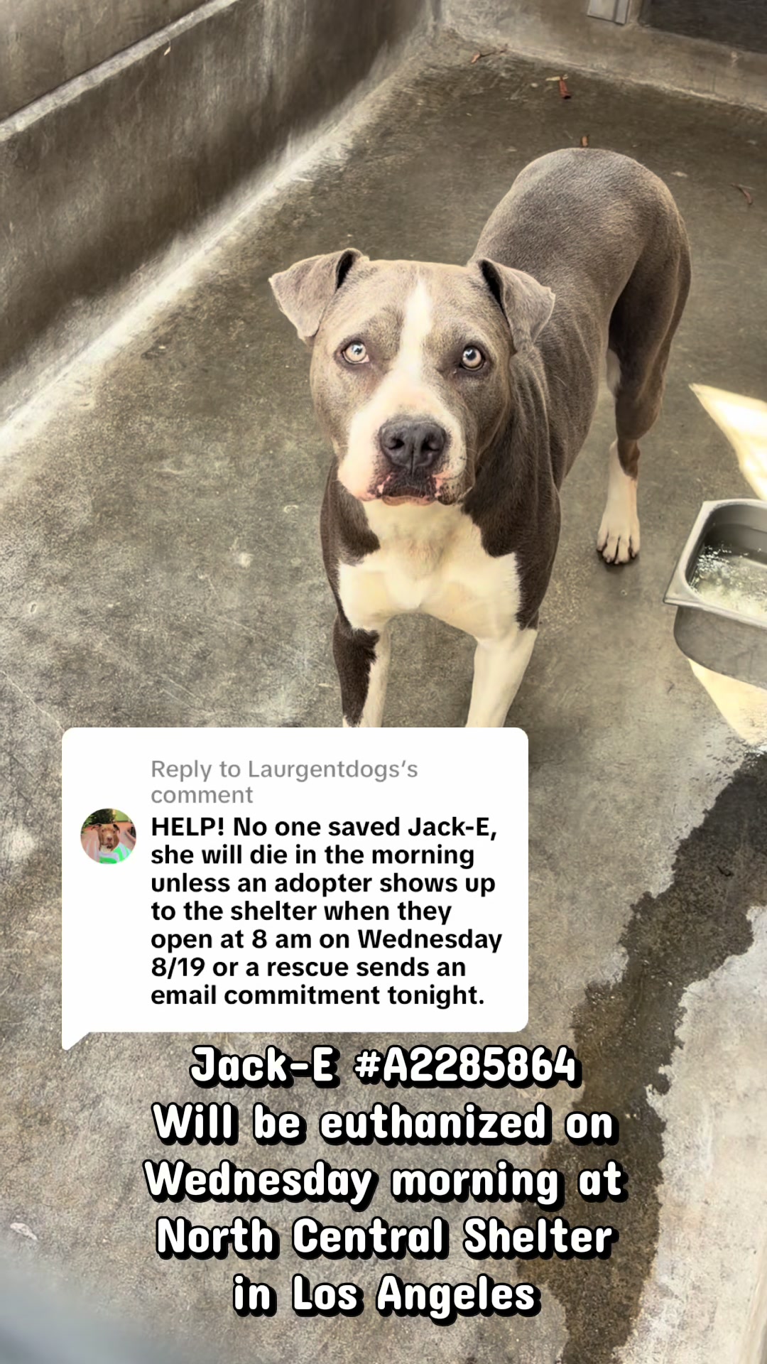 @Laurgentdogs