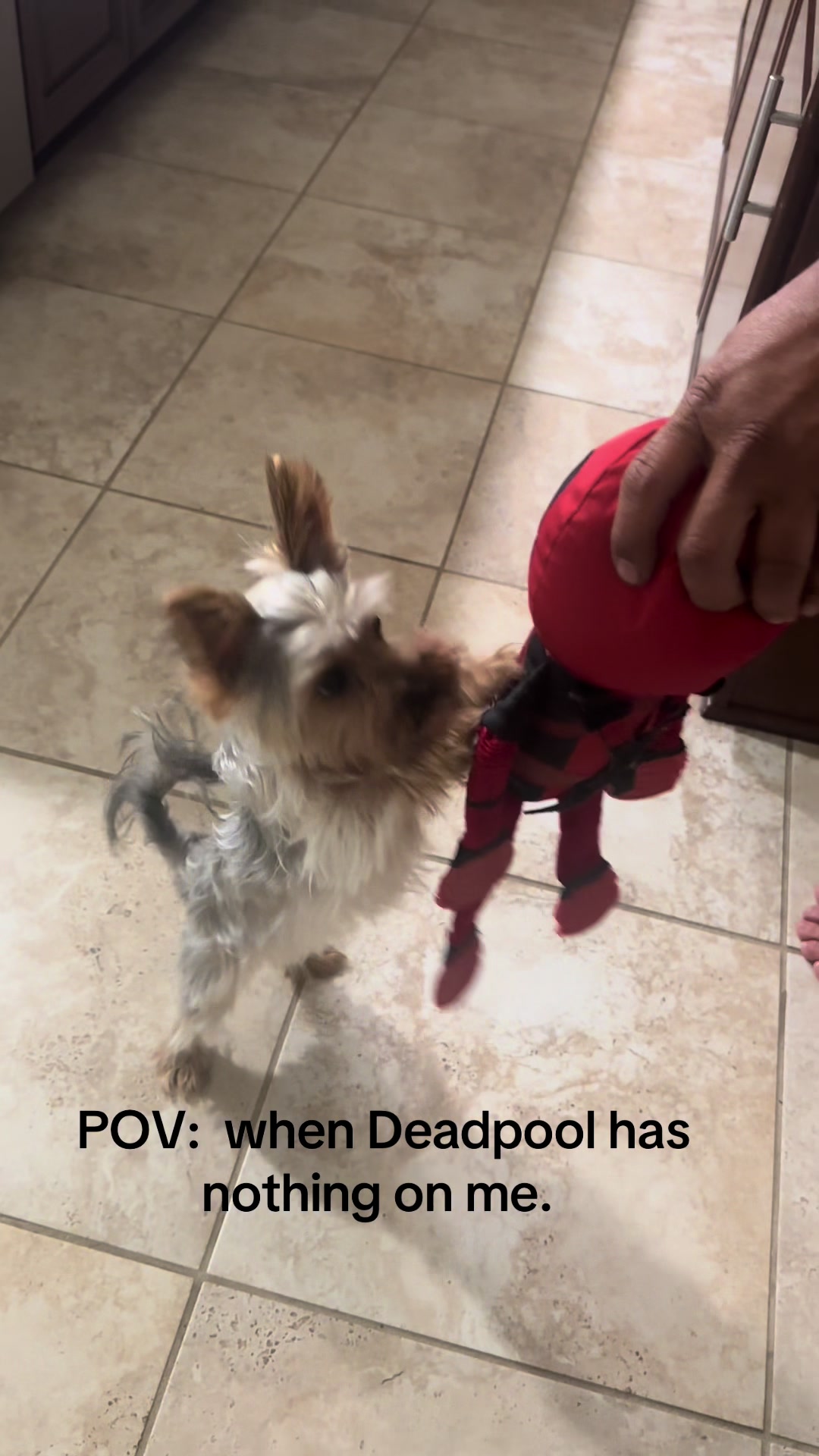 @Penny the Yorkie