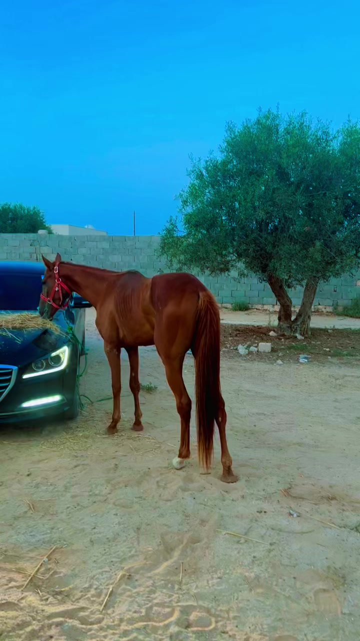 @معاد الزروقي