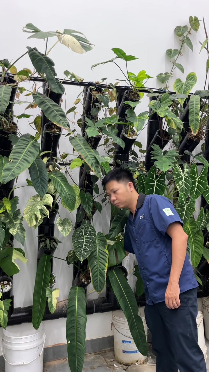 @Huy Kiểng L&aacute;