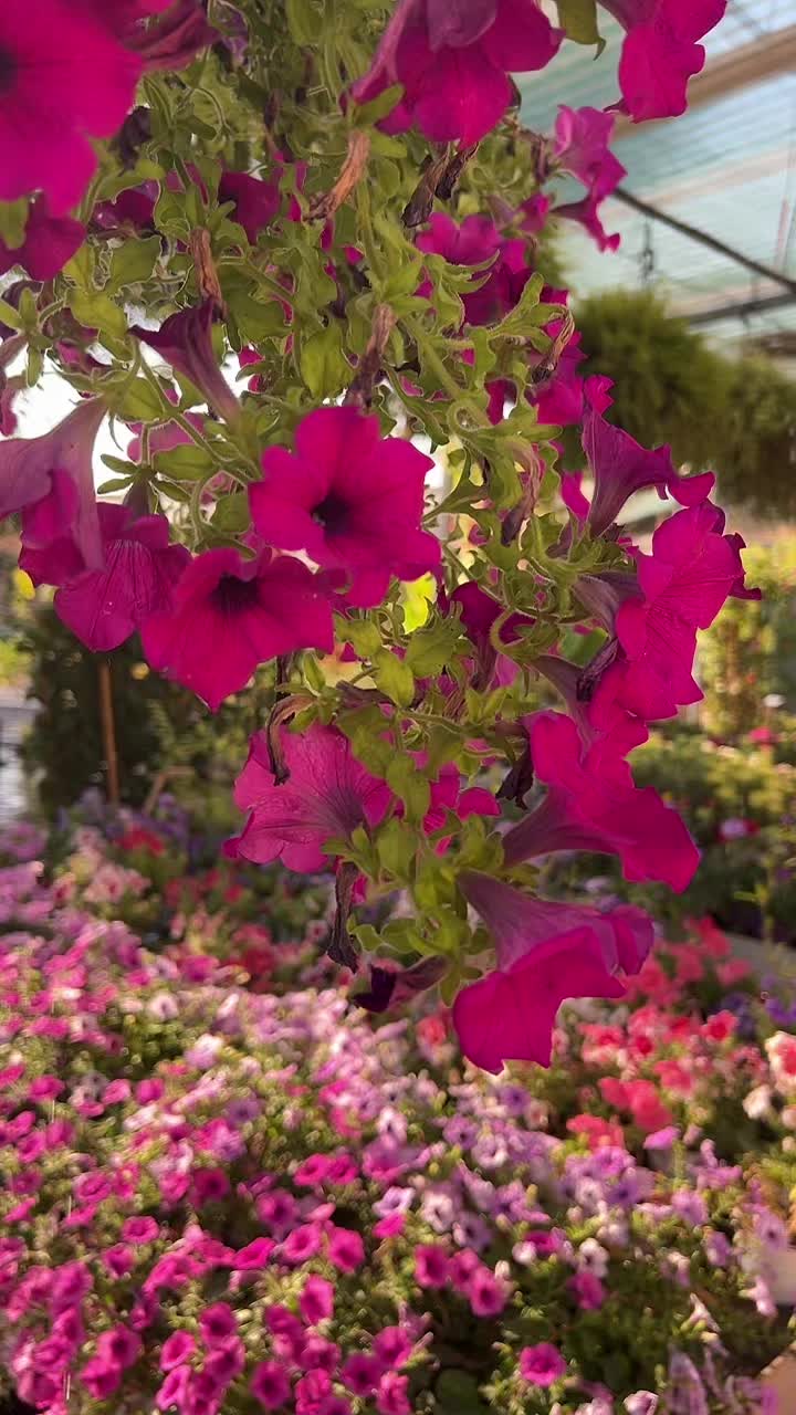 @vivaioanticogarden