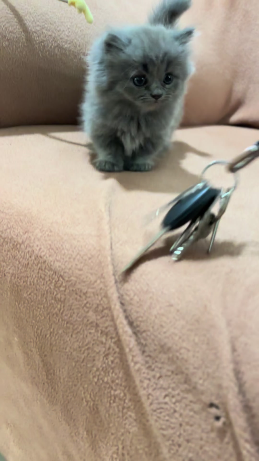 @Luskyocat