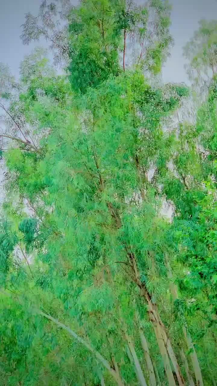 @اویس چوہان ہرڑ خورد 🤟😈
