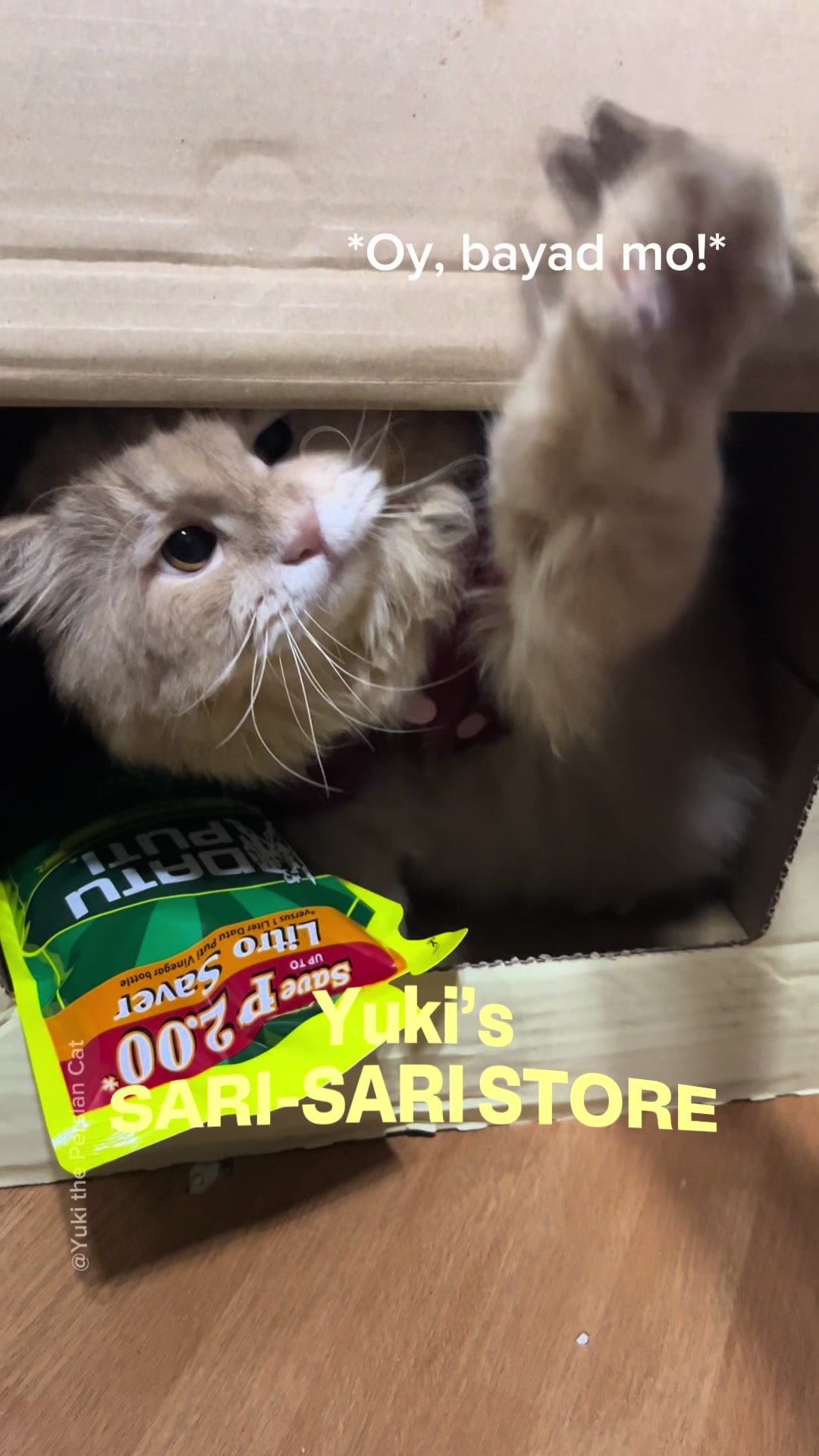 @Yuki the Persian Cat