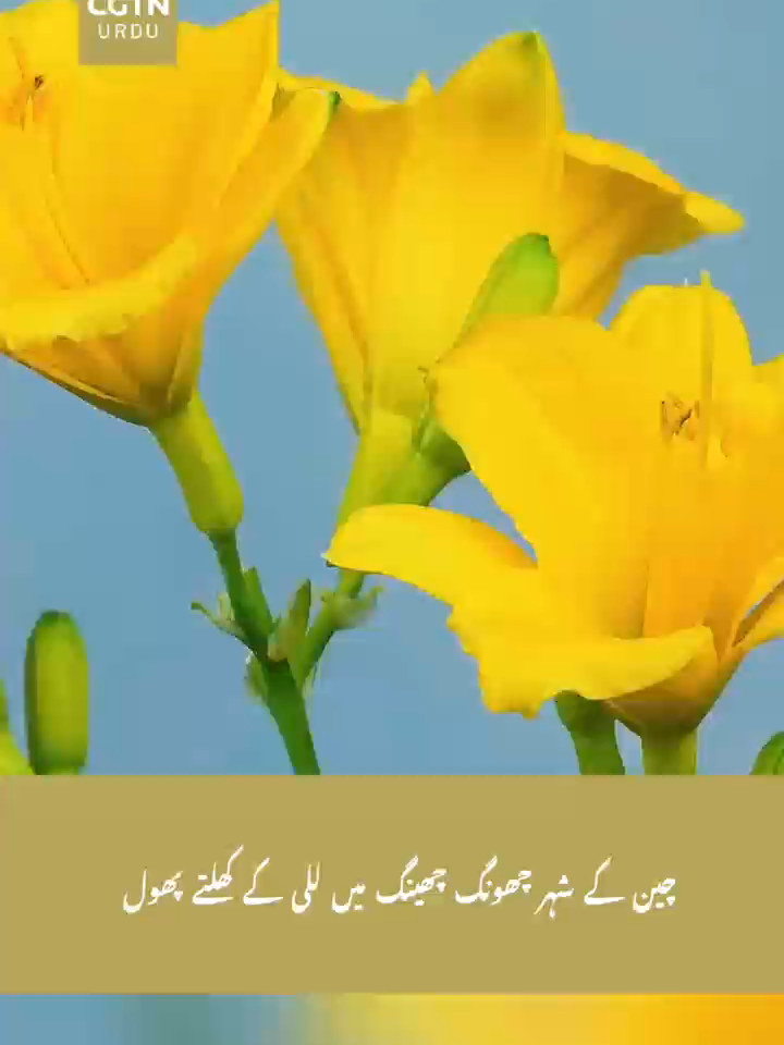 @CGTN URDU