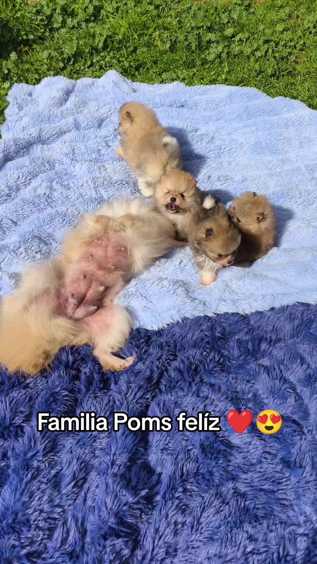 @Pomerania chile