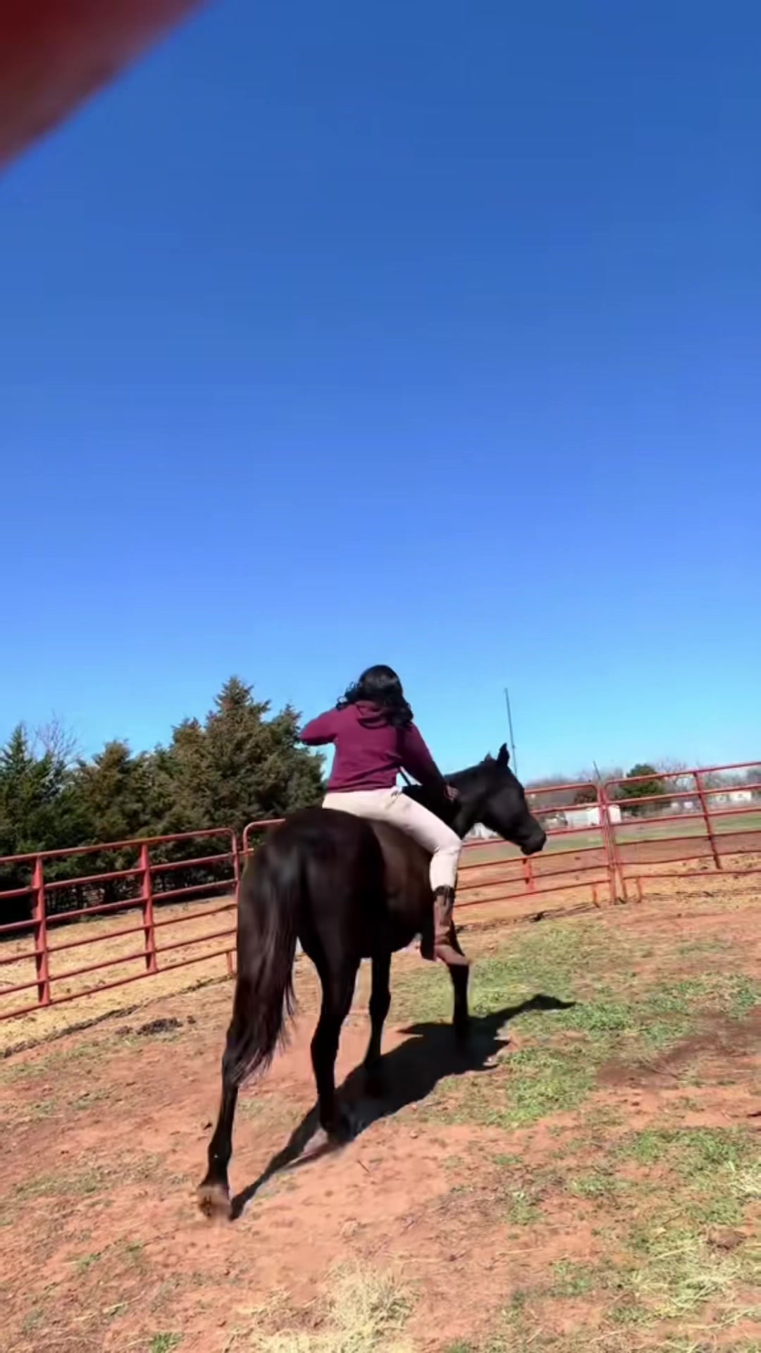 @Billy The Bad Ass Horse