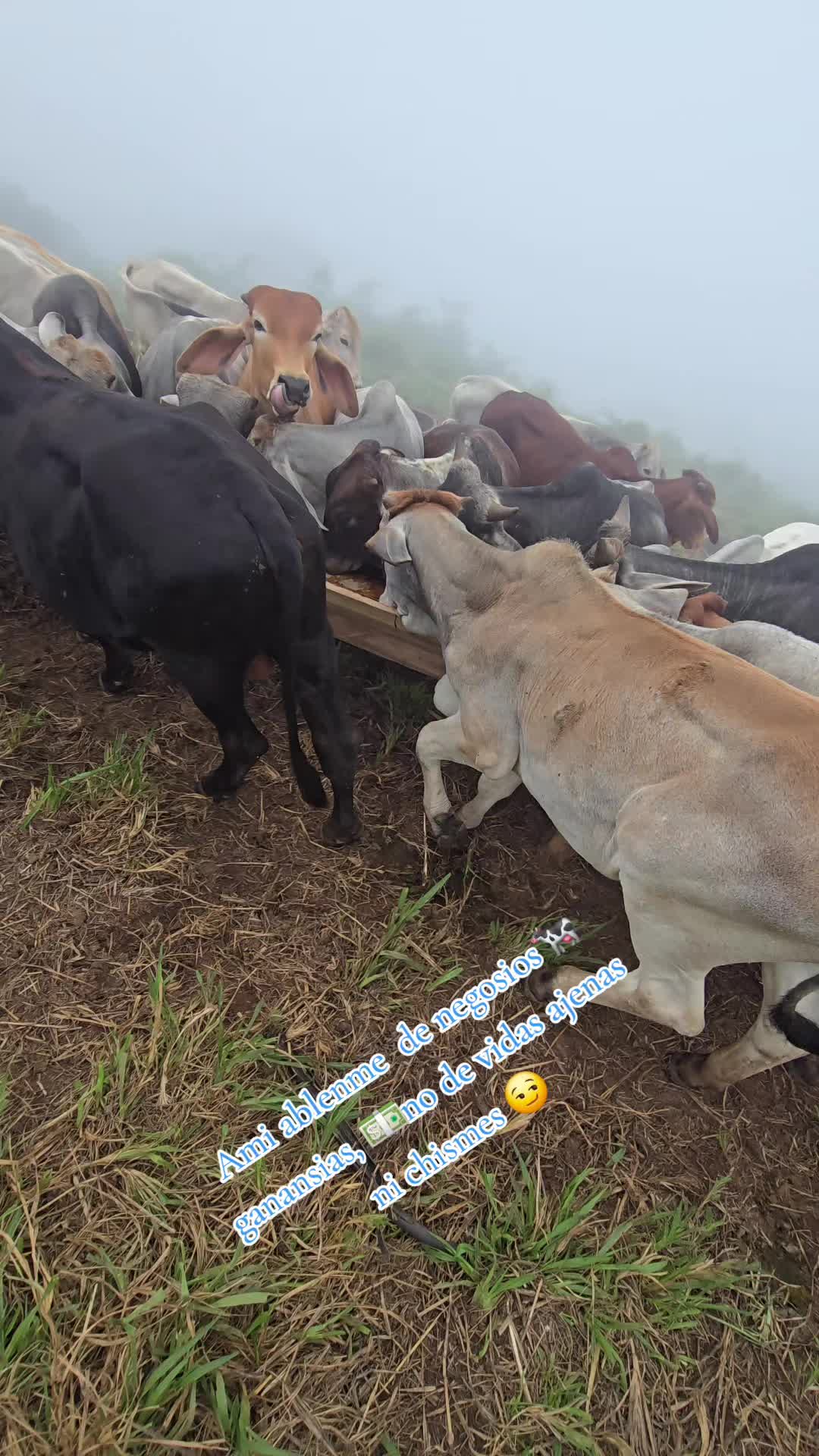 @🐓TU GALLO FINO 🐓