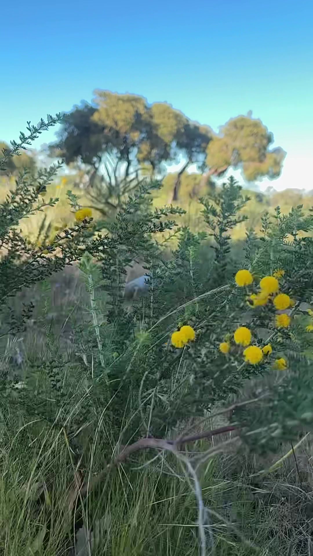 @🇦🇫30MǍ🇦🇺