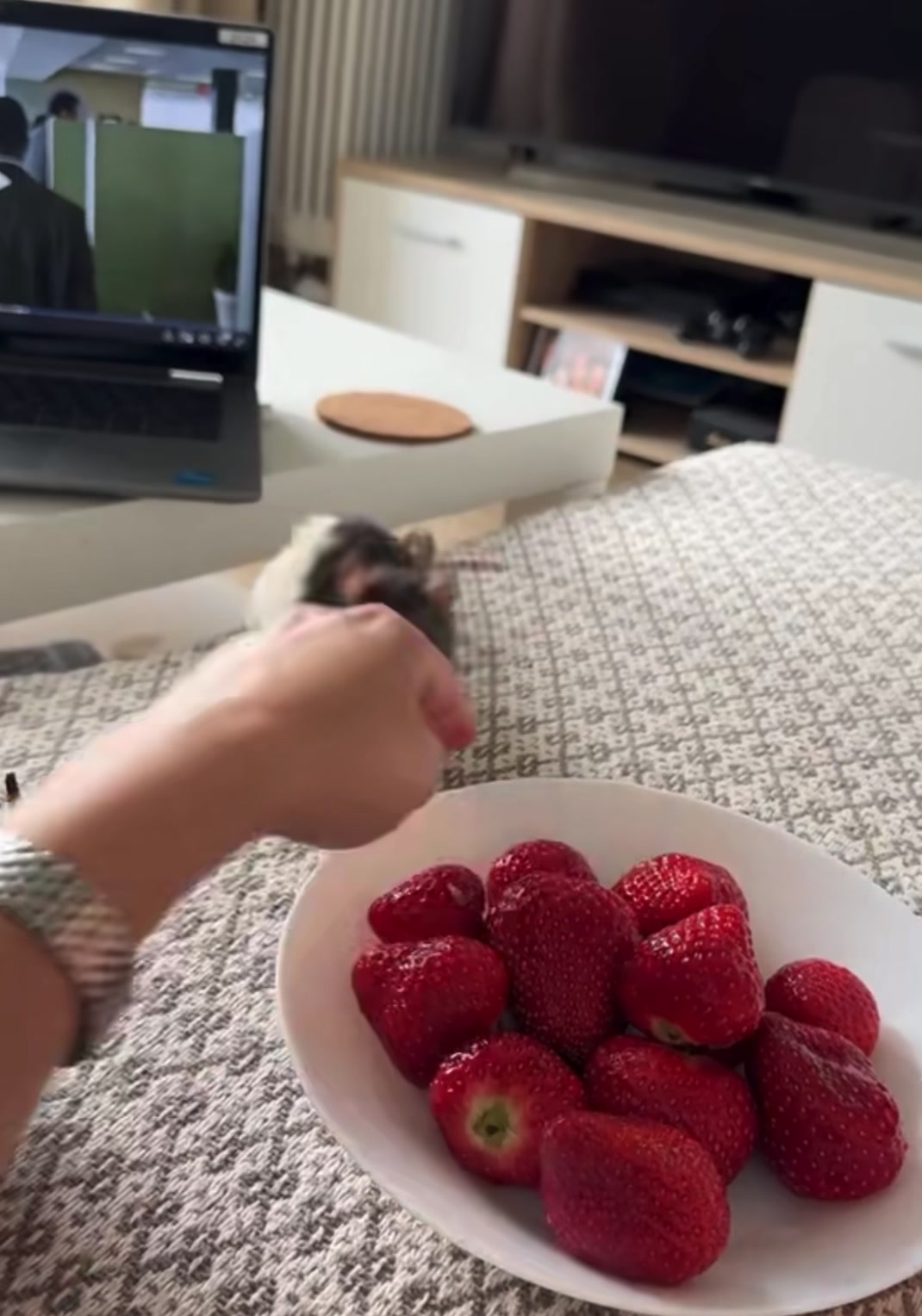 @Gargamel L'Féroce 🐀✨