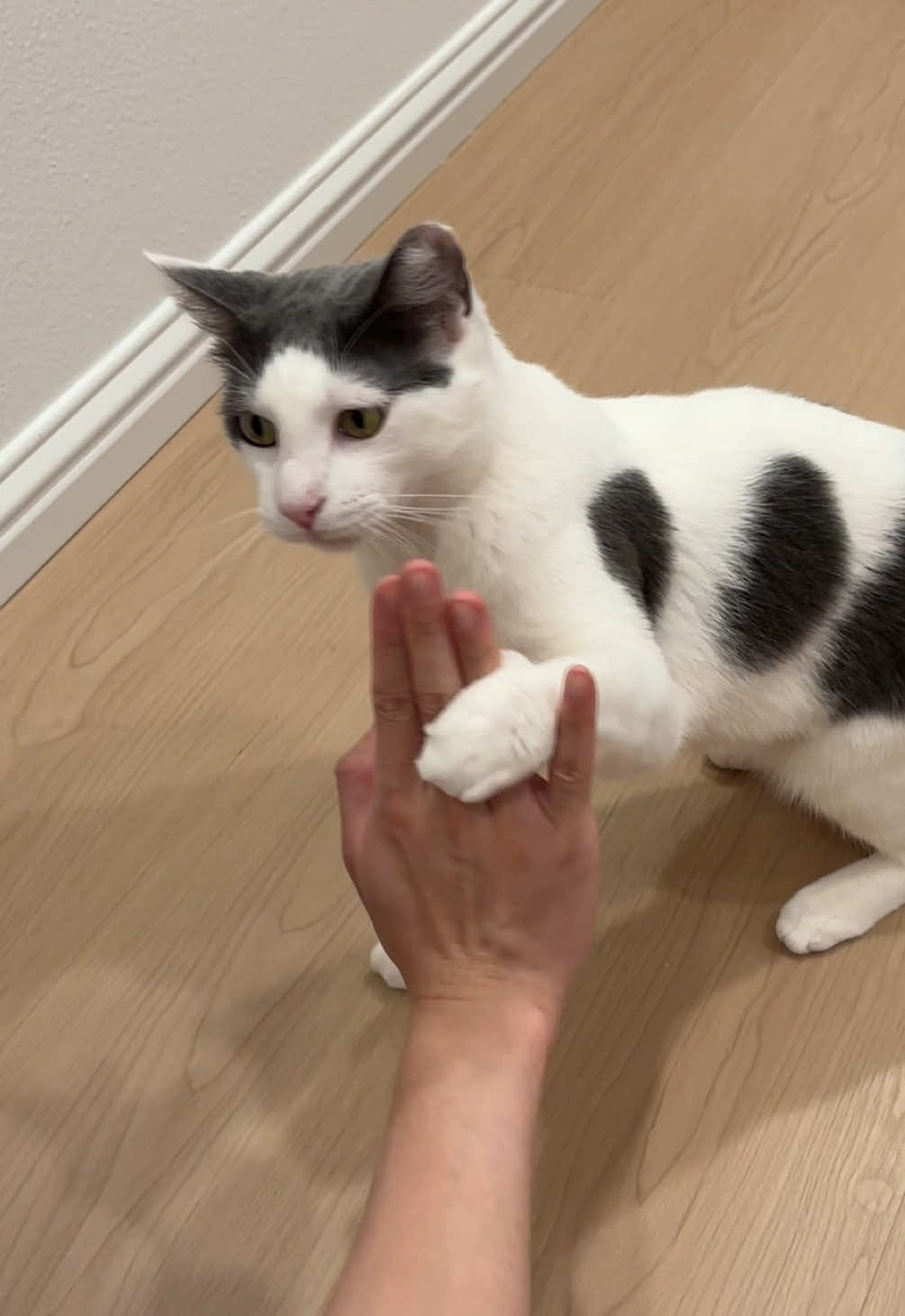 @Mimi Wawa Meow