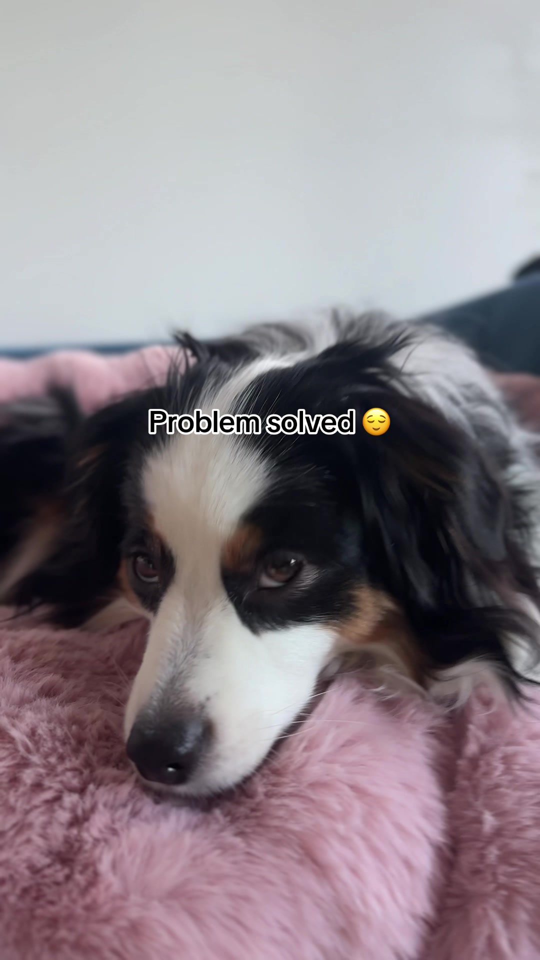 @Bonita.The.Mini.Aussie
