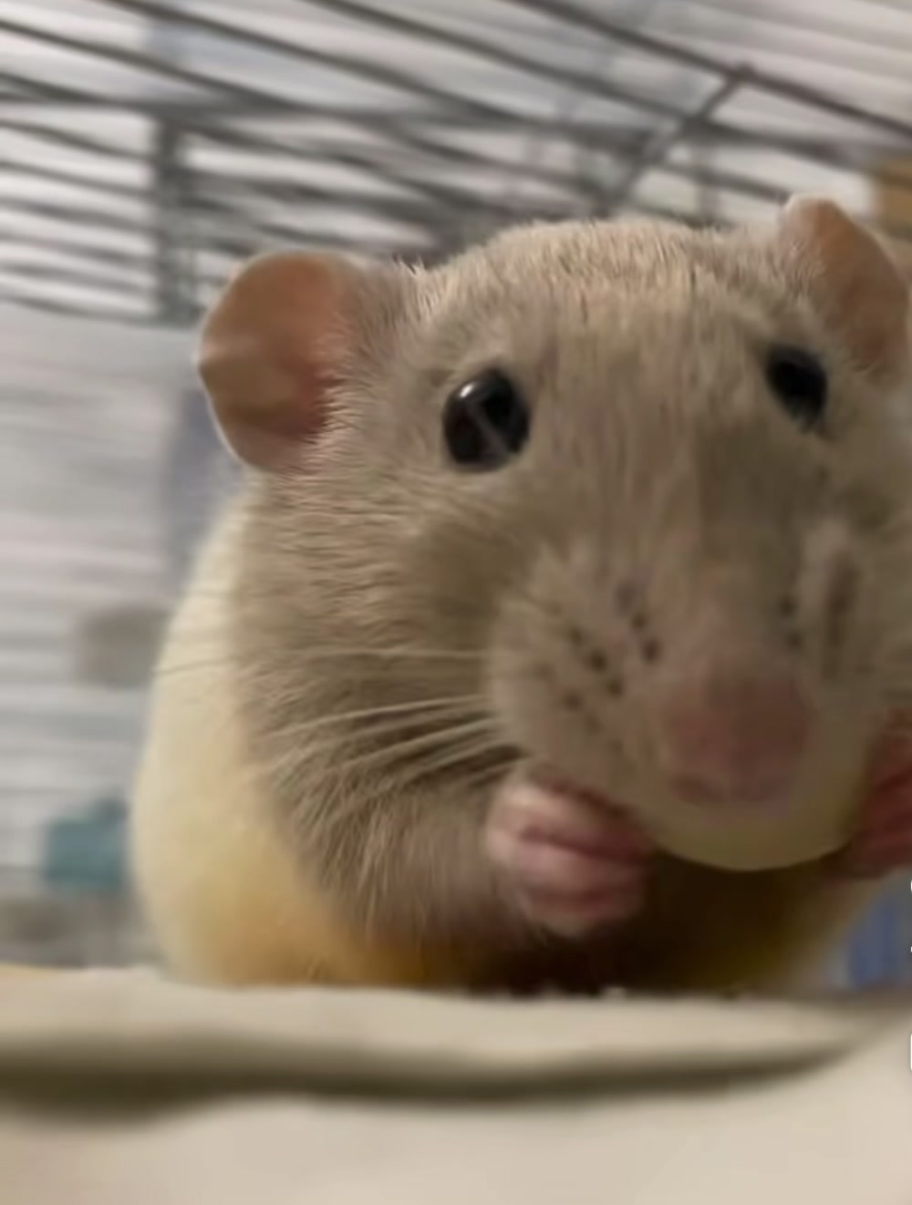 @Gargamel L'Féroce 🐀✨