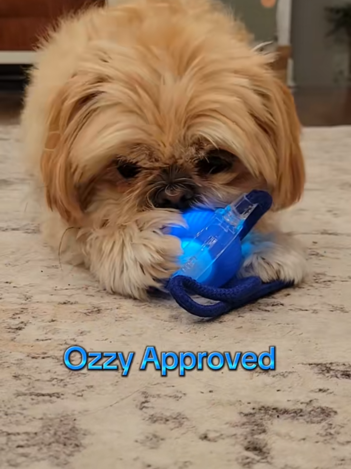 @🐶🎀OzzyBoy&Jenn🎀🐶