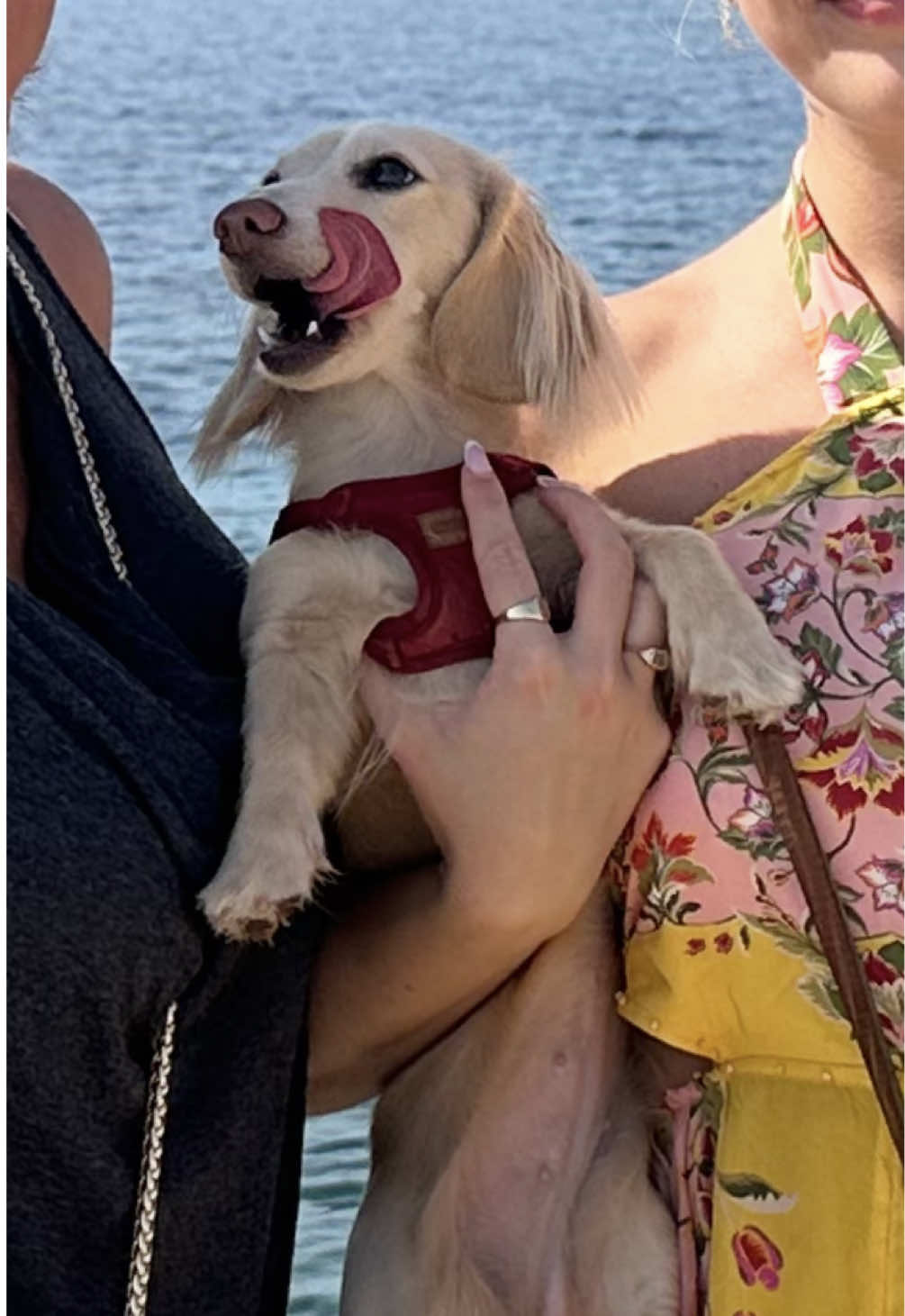 @Bisou 🤍 Cream Mini Dachshund