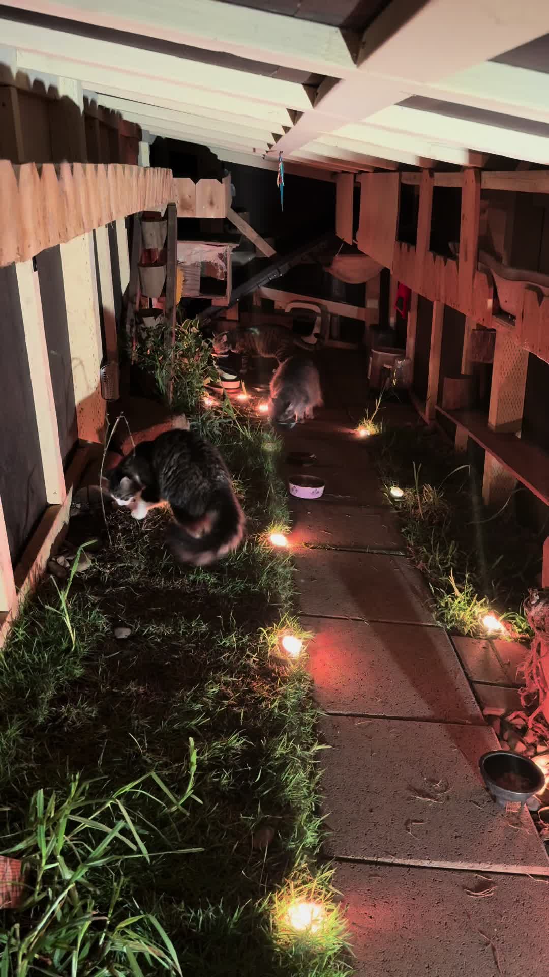 @meowypopoki