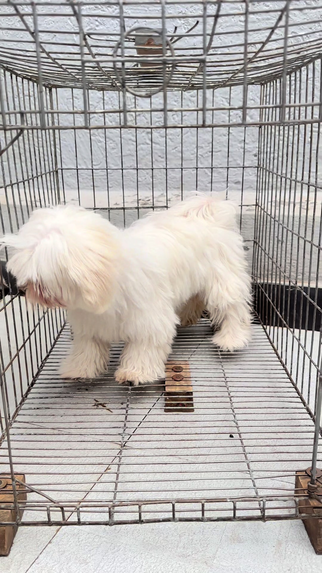 @KENNEL+๐พ