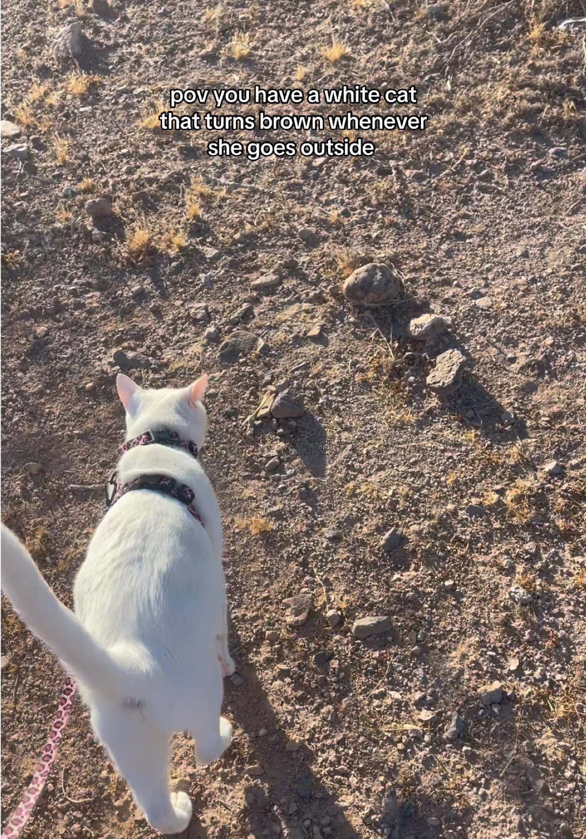 @chicken the white cat