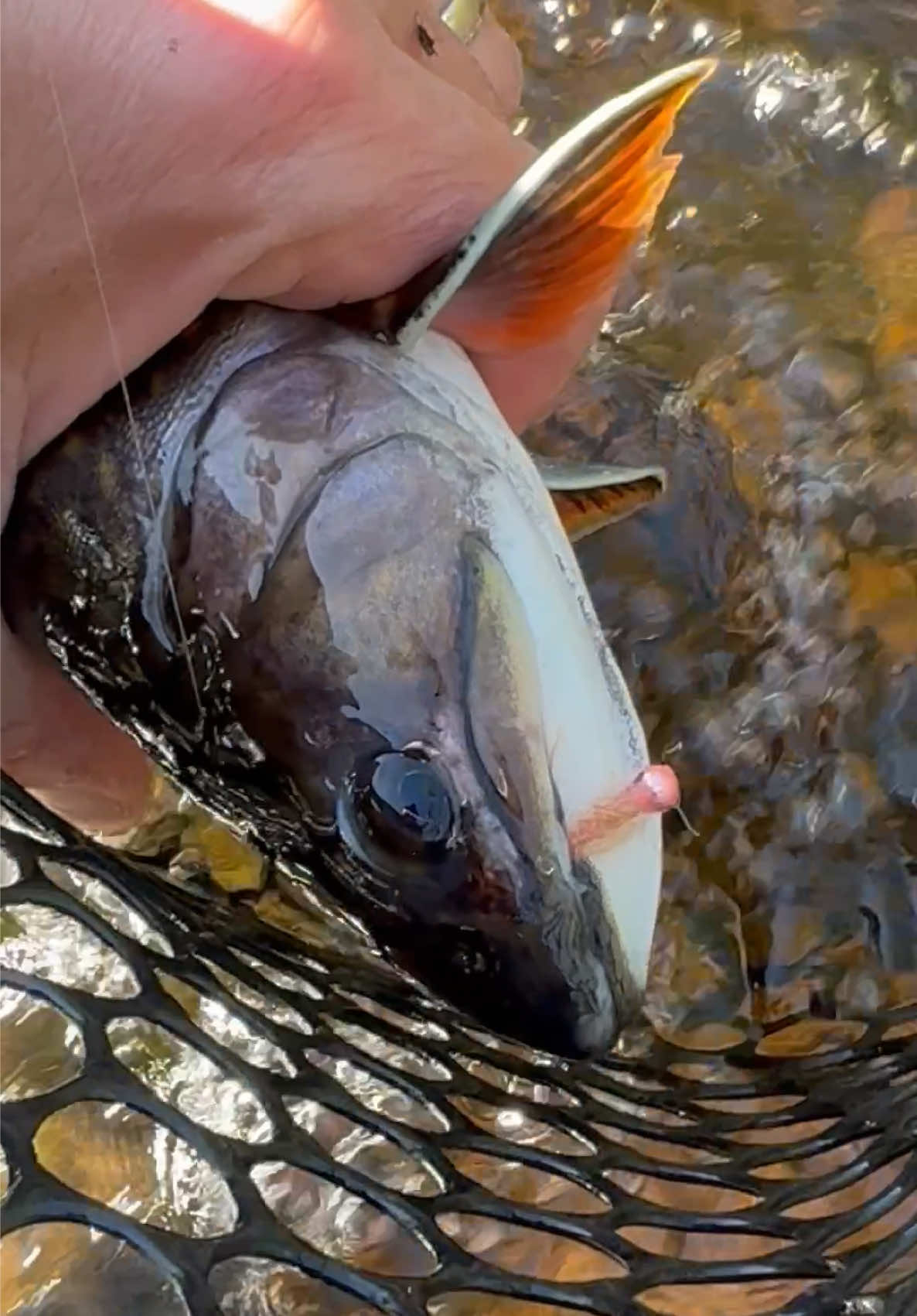 @FlyFishDelawhere