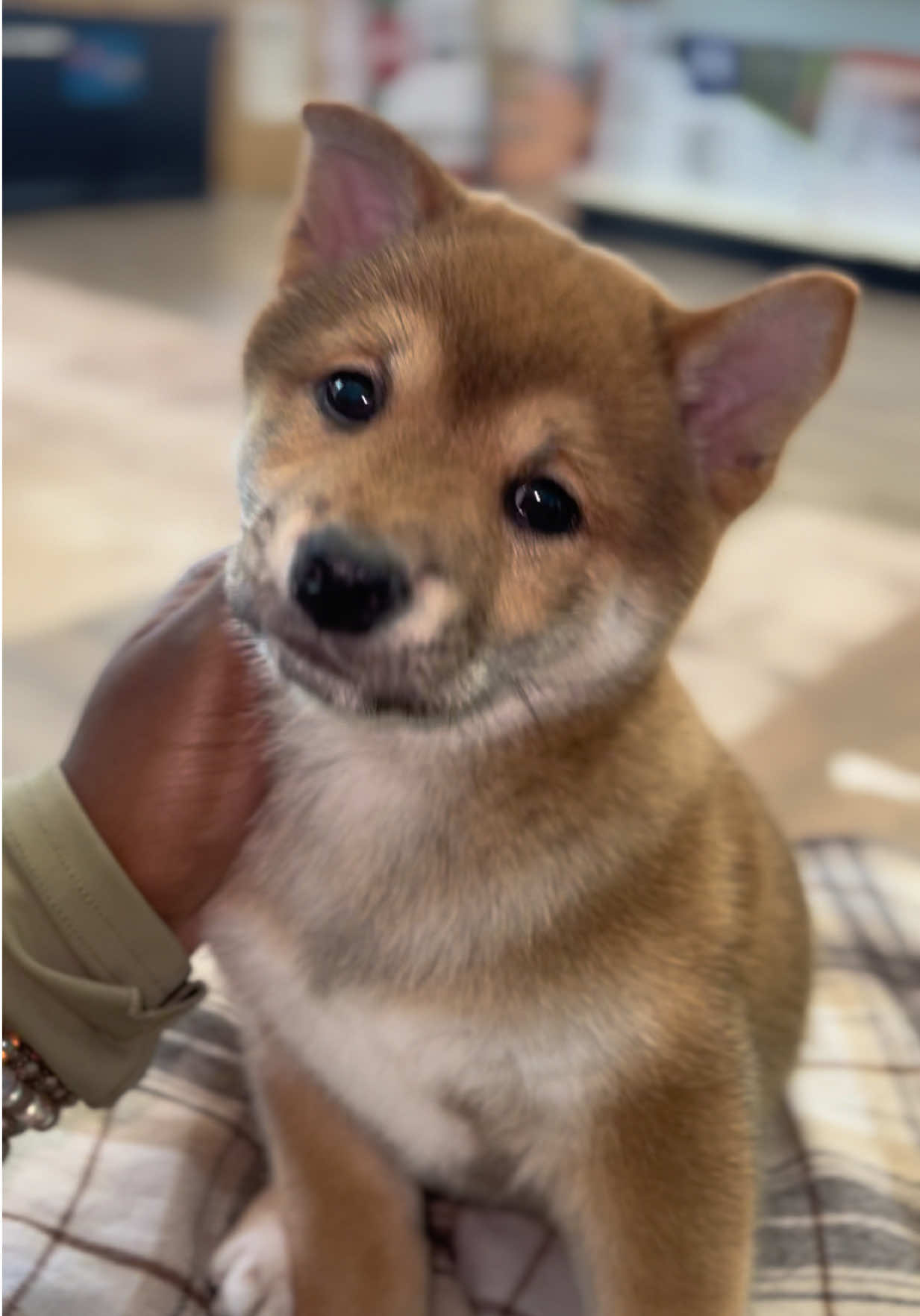 @Petland Oklahoma City