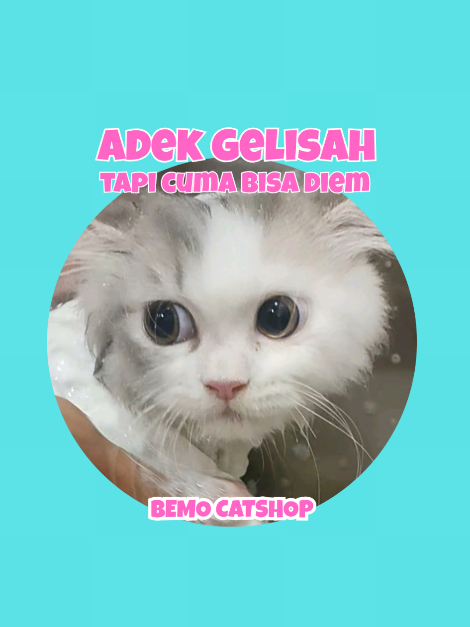 @Bemo Catshop