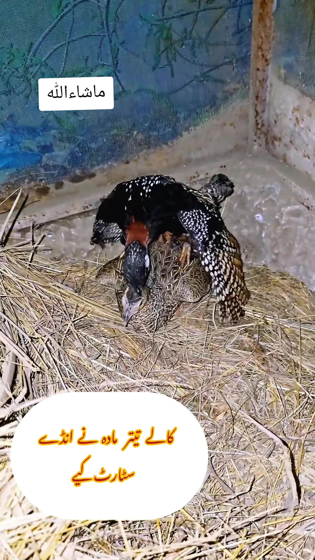 @Birds Lover