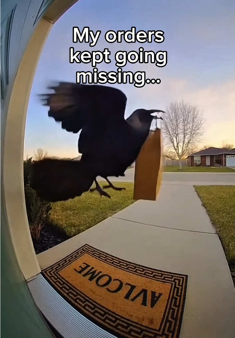 @ZebsKingdom