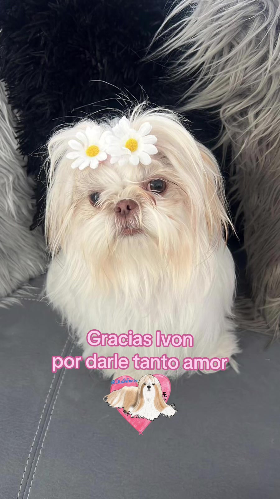 @A.PAWS🐕🐾