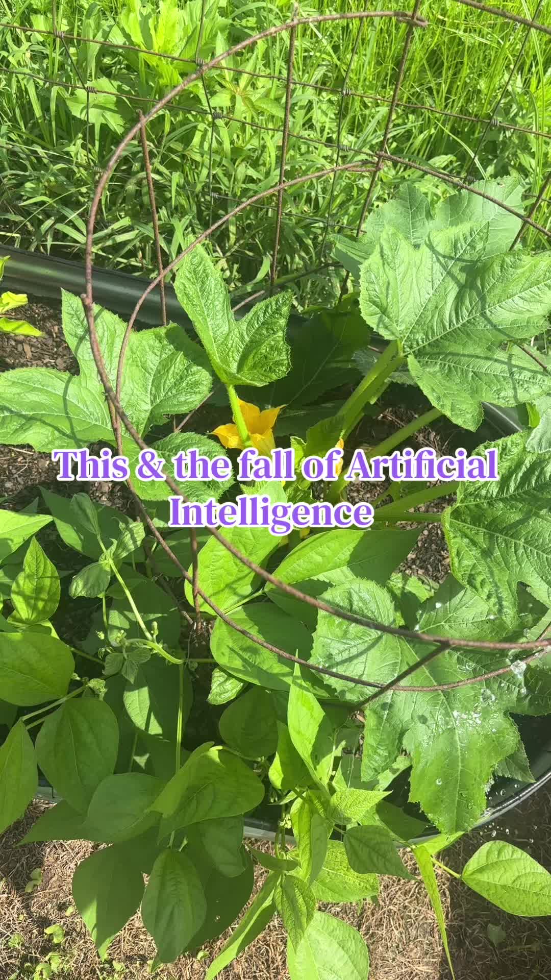 @untamed_wildflower